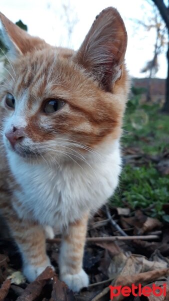 Tekir Kedi, Kedi  Pamuk ve kacivat fotoğrafı