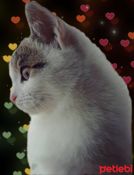 Tekir Kedi, Kedi  Lokum fotoğrafı