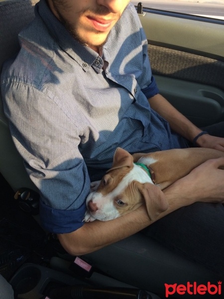 Amerikan Pitbull Terrier, Köpek  Fikri fotoğrafı