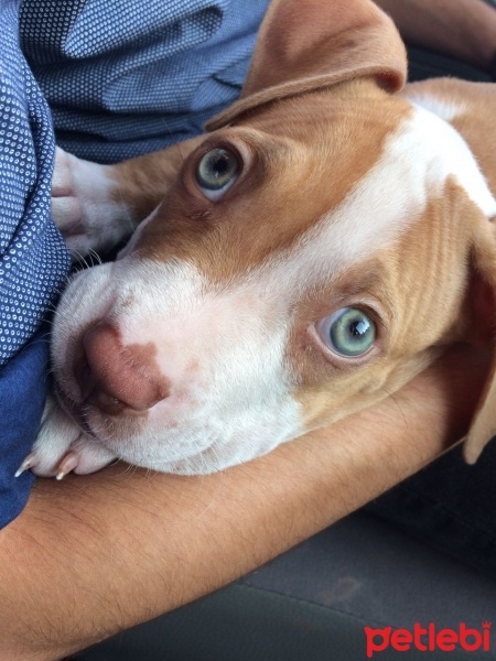 Amerikan Pitbull Terrier, Köpek  Fikri fotoğrafı