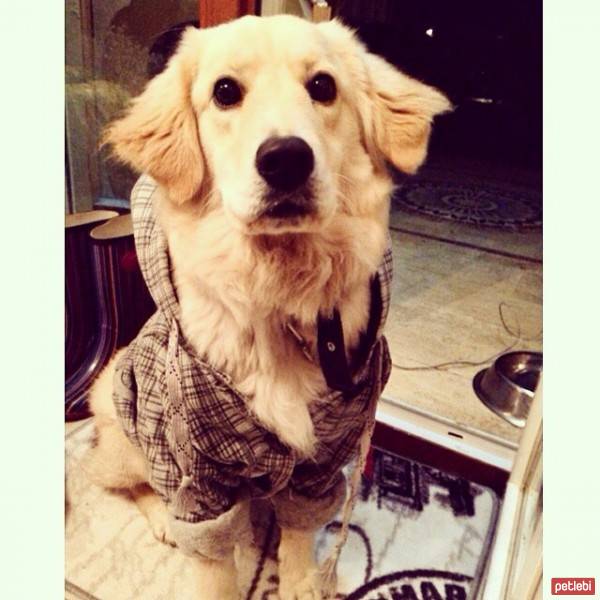 Golden Retriever, Köpek  Micha fotoğrafı