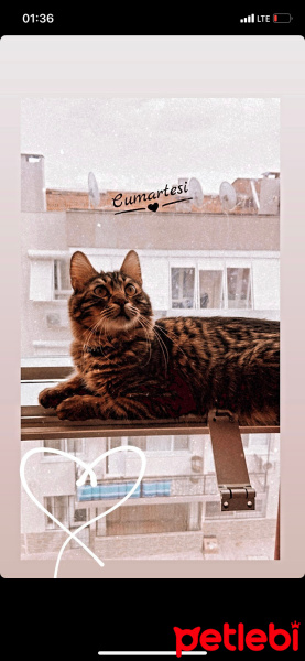 Tekir Kedi, Kedi  Şans fotoğrafı