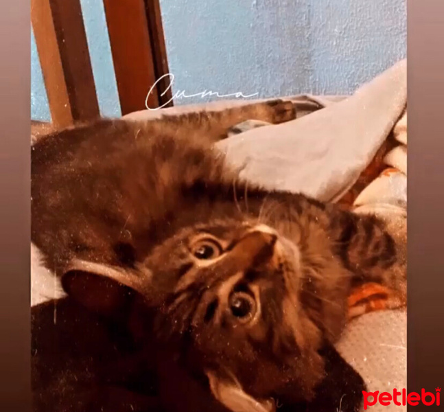 Tekir Kedi, Kedi  Şans fotoğrafı