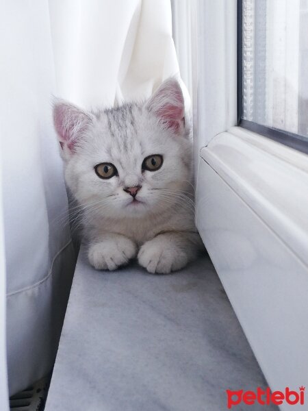 British Shorthair, Kedi  Behlül fotoğrafı