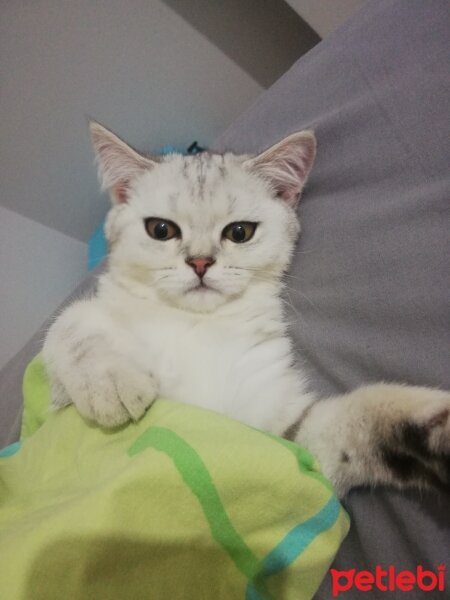 British Shorthair, Kedi  Behlül fotoğrafı