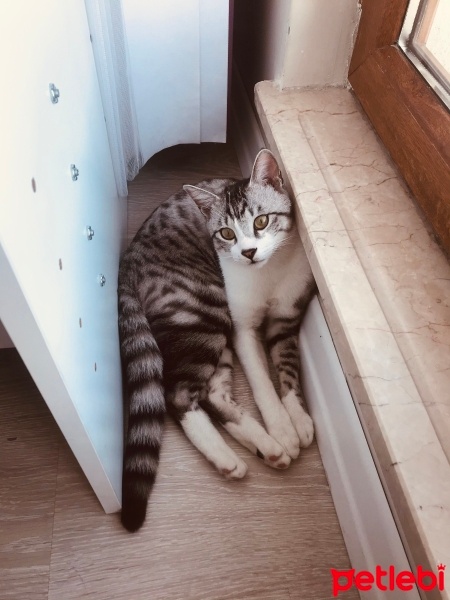 Brazilian Shorthair, Kedi  Minnoş fotoğrafı