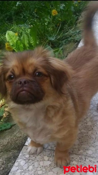 Pekingese, Köpek  Olâ fotoğrafı