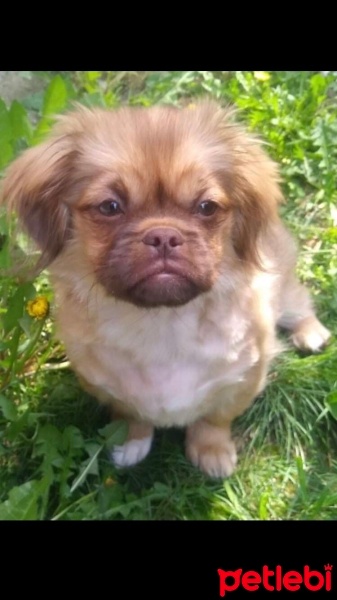 Pekingese, Köpek  Olâ fotoğrafı
