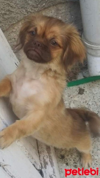 Pekingese, Köpek  Olâ fotoğrafı
