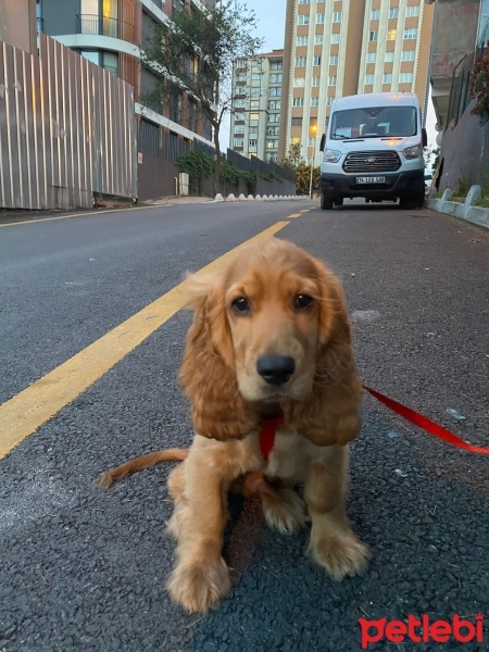 Amerikan Cocker Spaniel, Köpek  Sezar fotoğrafı