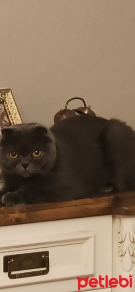 Scottish Fold, Kedi  Minnoş fotoğrafı