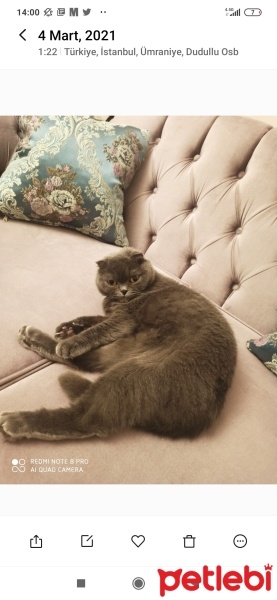 Scottish Fold, Kedi  Minnoş fotoğrafı