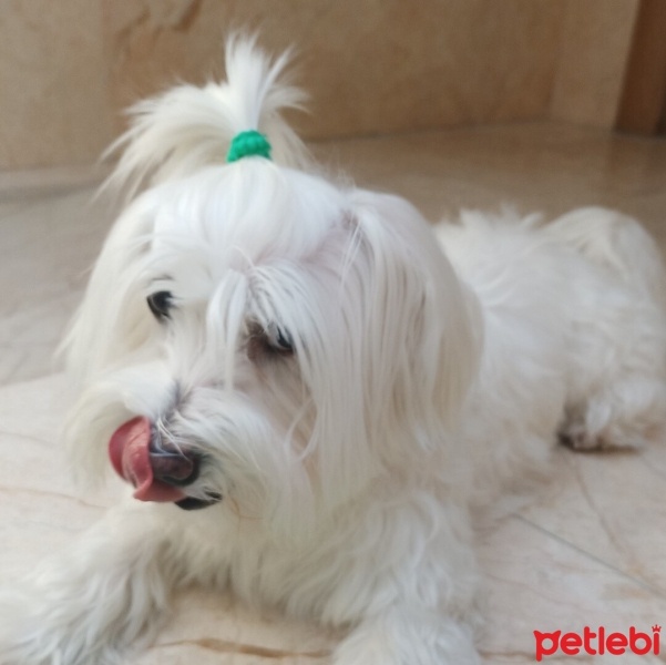 Maltese, Köpek  Cansın fotoğrafı