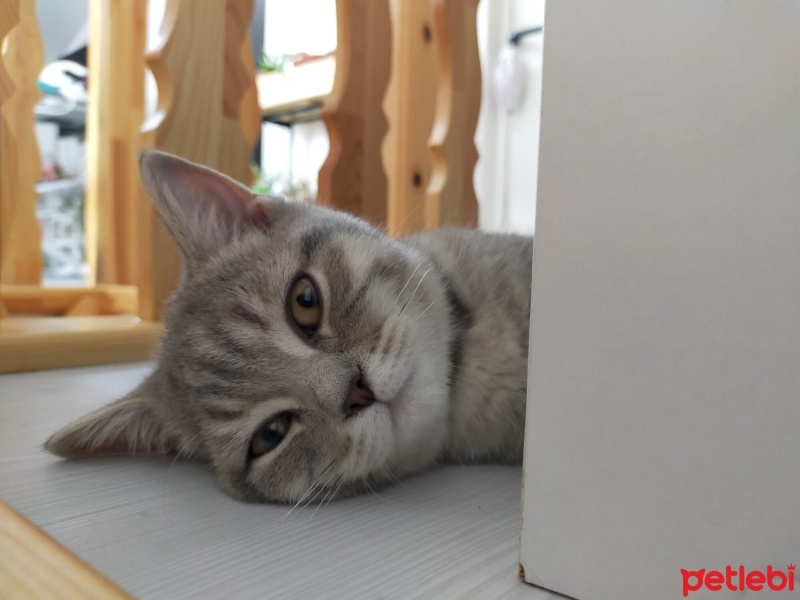 British Shorthair, Kedi  Mia fotoğrafı