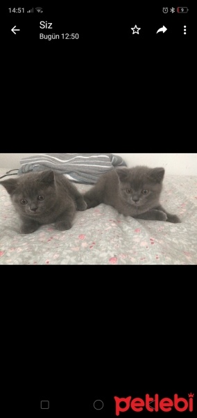 British Shorthair, Kedi  Paşa fotoğrafı