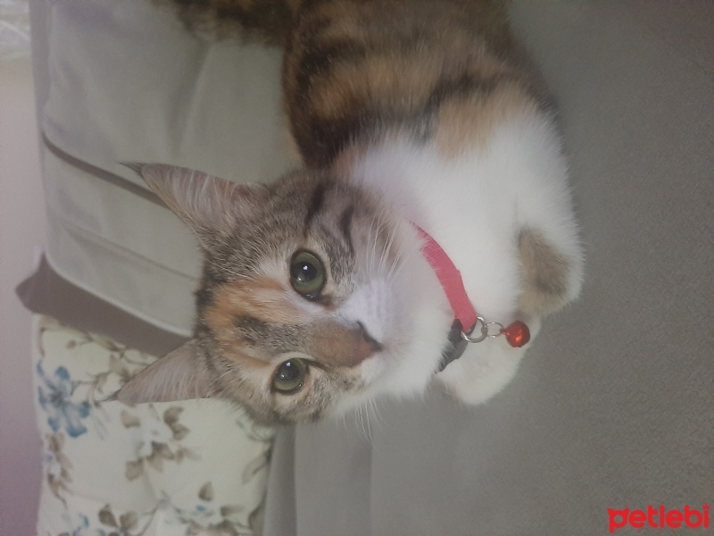 Ankara Kedisi, Kedi  Miyav fotoğrafı