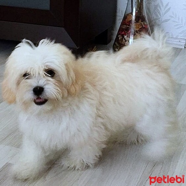 Maltese, Köpek  Lokum fotoğrafı