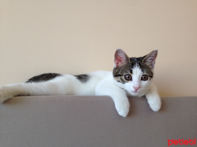 Tekir Kedi, Kedi  Mina  fotoğrafı