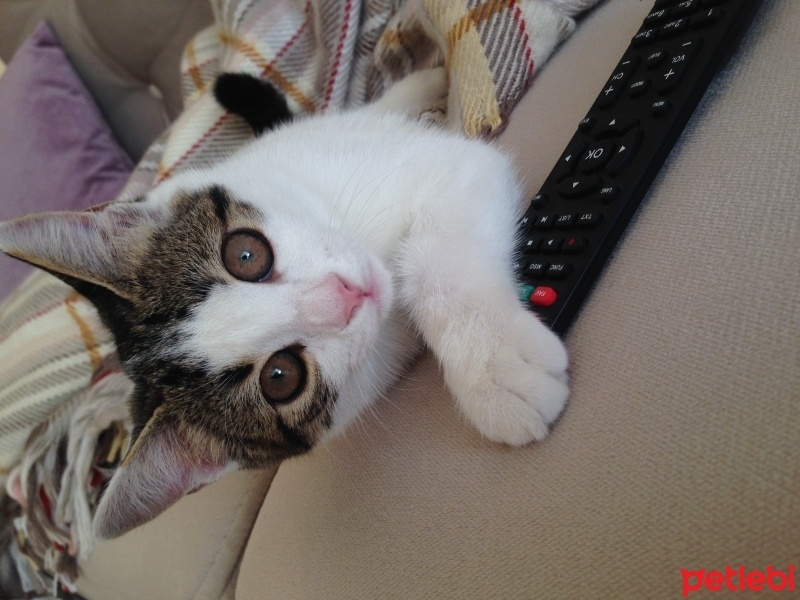 Tekir Kedi, Kedi  Mina  fotoğrafı