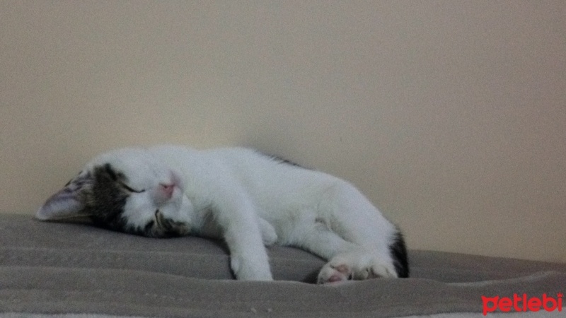 Tekir Kedi, Kedi  Mina  fotoğrafı