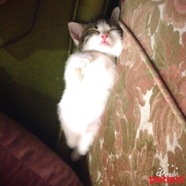 Tekir Kedi, Kedi  Mina  fotoğrafı