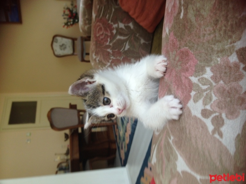 Tekir Kedi, Kedi  Mina  fotoğrafı