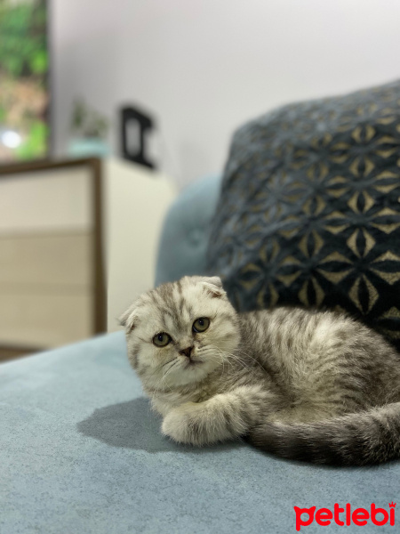 Scottish Fold, Kedi  Fındık fotoğrafı