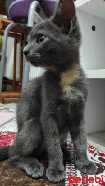 Scottish Fold, Kedi  Gümüş fotoğrafı