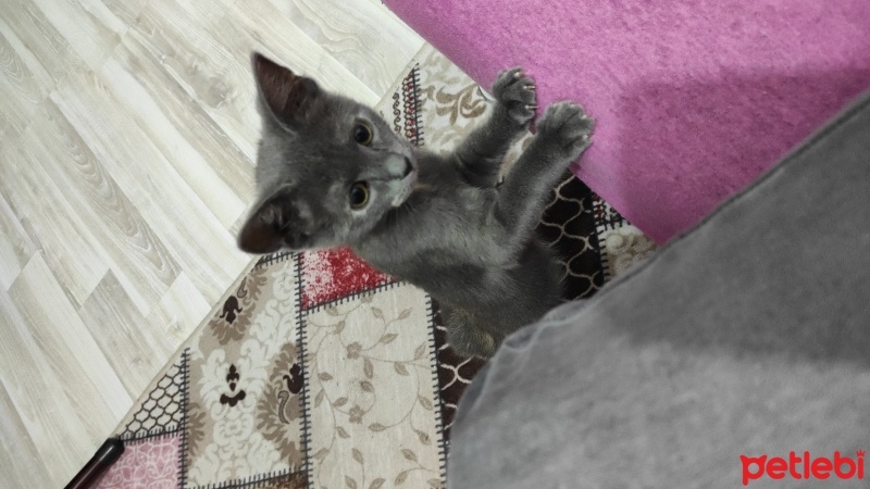 Scottish Fold, Kedi  Gümüş fotoğrafı