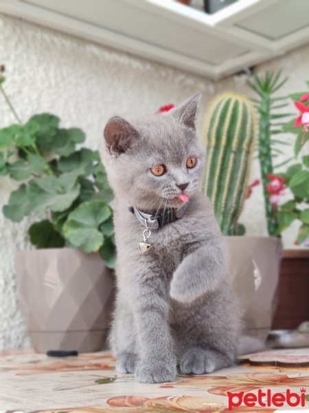 British Shorthair, Kedi  Atlas fotoğrafı