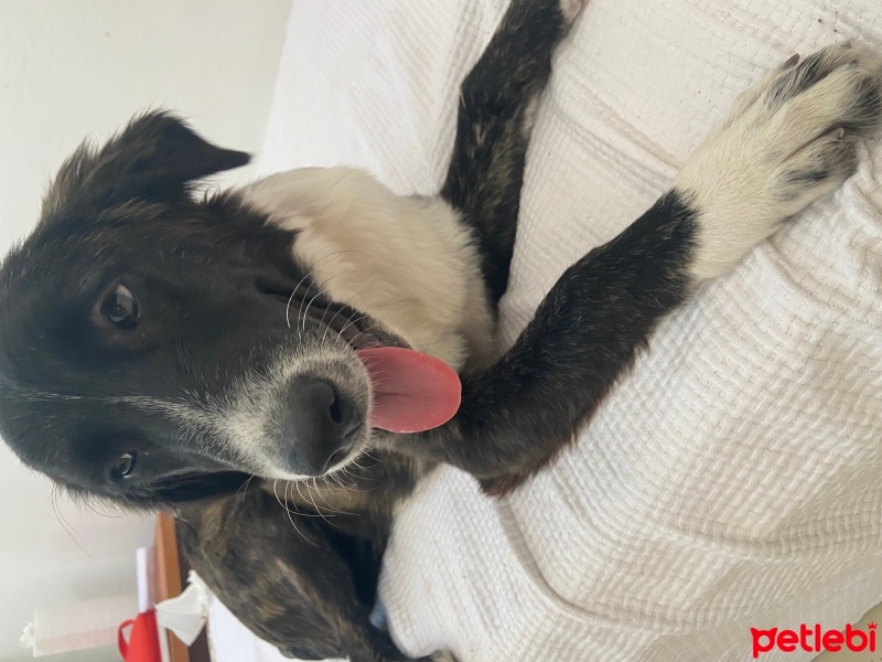 Border Collie, Köpek  zeytin fotoğrafı