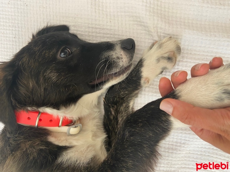 Border Collie, Köpek  zeytin fotoğrafı