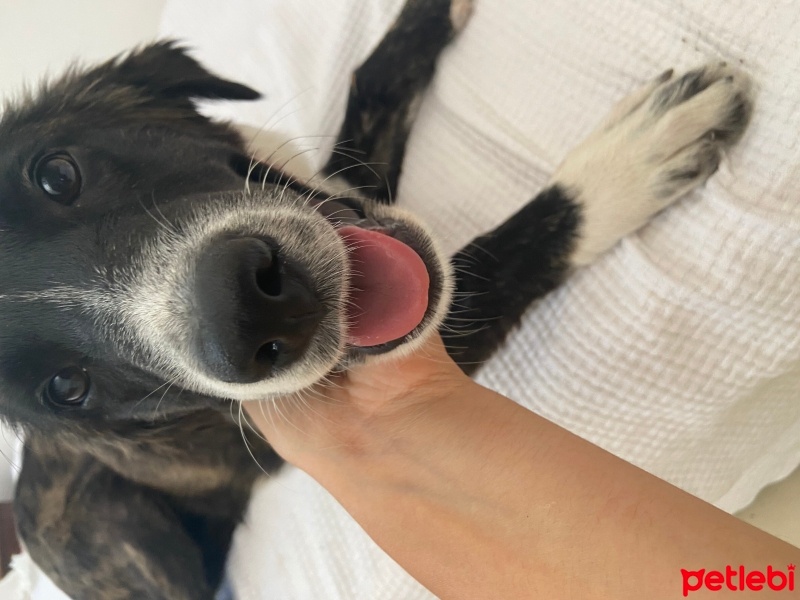 Border Collie, Köpek  zeytin fotoğrafı