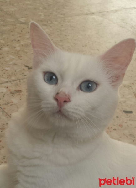 Ankara Kedisi, Kedi  Suzi fotoğrafı