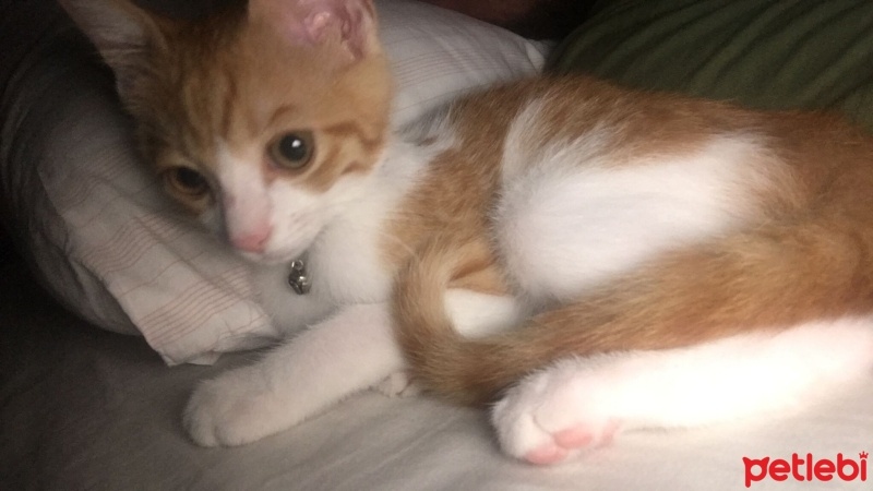 Sarman, Kedi  MİA fotoğrafı