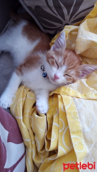 Sarman, Kedi  MİA fotoğrafı
