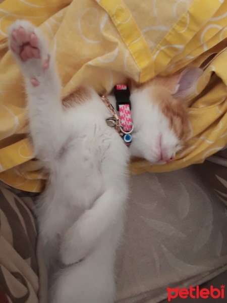 Sarman, Kedi  MİA fotoğrafı