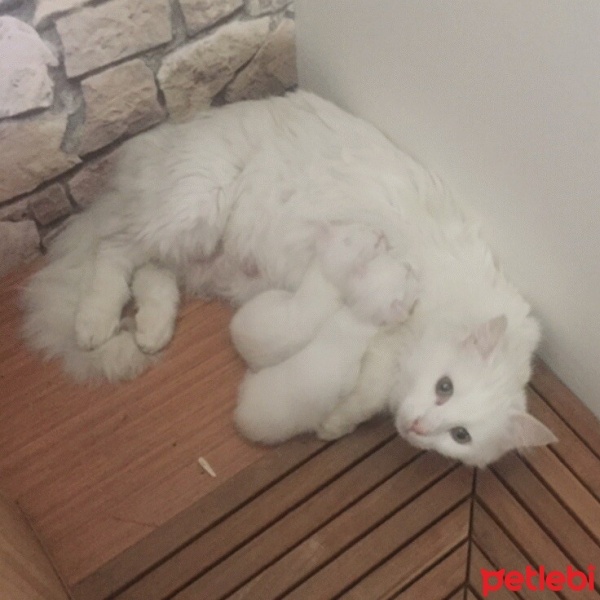 Ankara Kedisi, Kedi  Lisa ve mia fotoğrafı