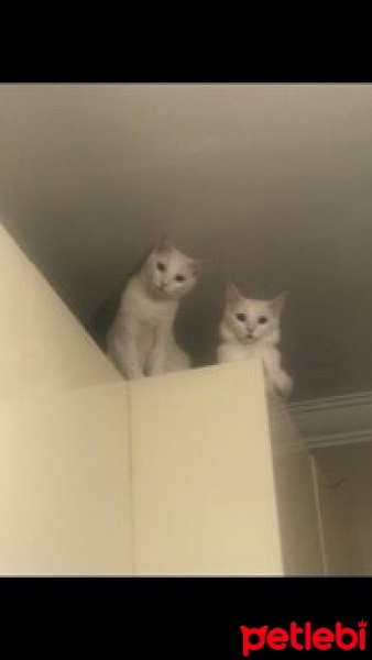 Ankara Kedisi, Kedi  Lisa ve mia fotoğrafı