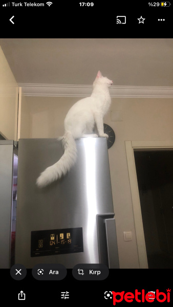 Ankara Kedisi, Kedi  Lisa ve mia fotoğrafı