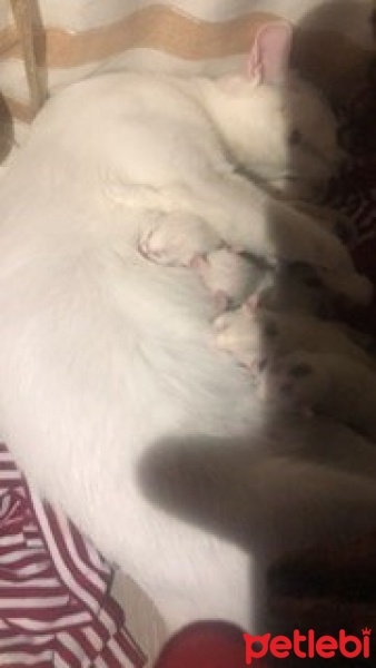 Ankara Kedisi, Kedi  Lisa ve mia fotoğrafı