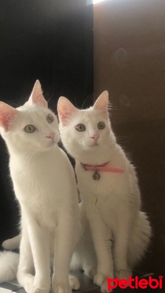 Ankara Kedisi, Kedi  Lisa ve mia fotoğrafı