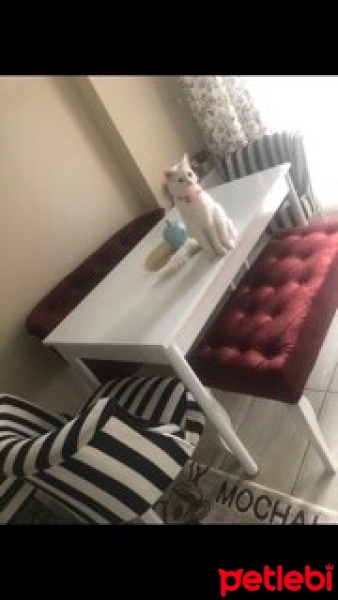 Ankara Kedisi, Kedi  Lisa ve mia fotoğrafı