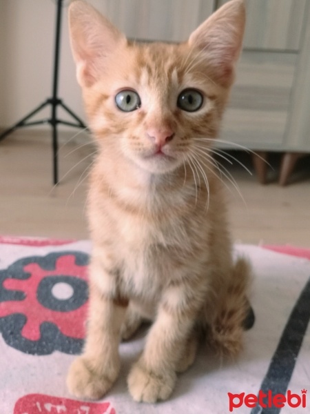 Sarman, Kedi  İsim koymadım tekir yavrular fotoğrafı