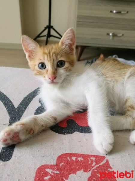 Sarman, Kedi  İsim koymadım tekir yavrular fotoğrafı