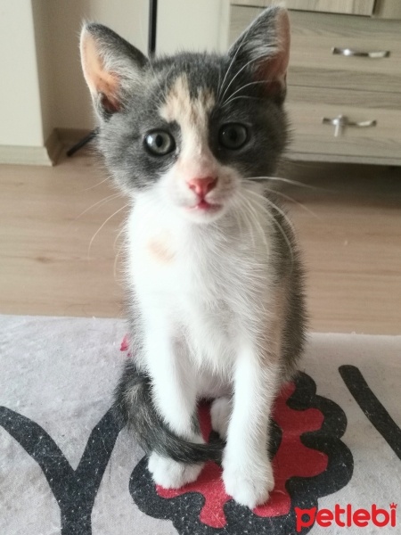 Sarman, Kedi  İsim koymadım tekir yavrular fotoğrafı