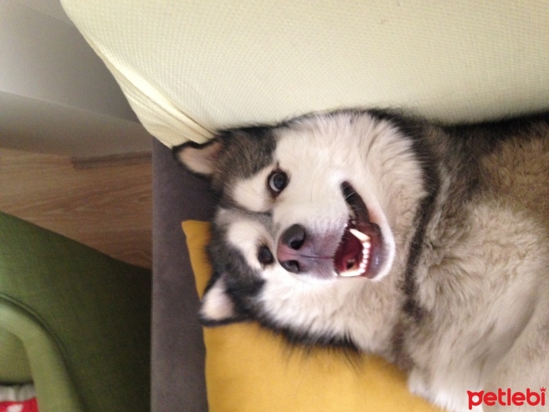 Alaskan Malamute, Köpek  Dingo fotoğrafı