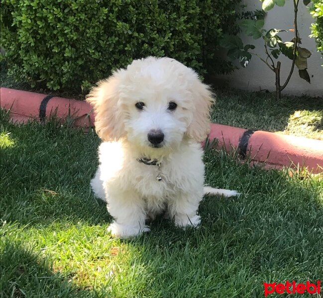 Maltese, Köpek  Bonnie fotoğrafı