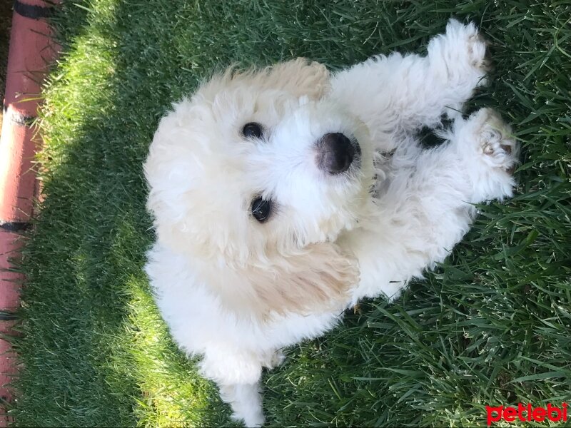 Maltese, Köpek  Bonnie fotoğrafı