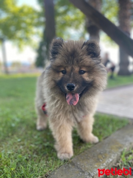 Chow Chow (çin Aslanı), Köpek  Yogi fotoğrafı